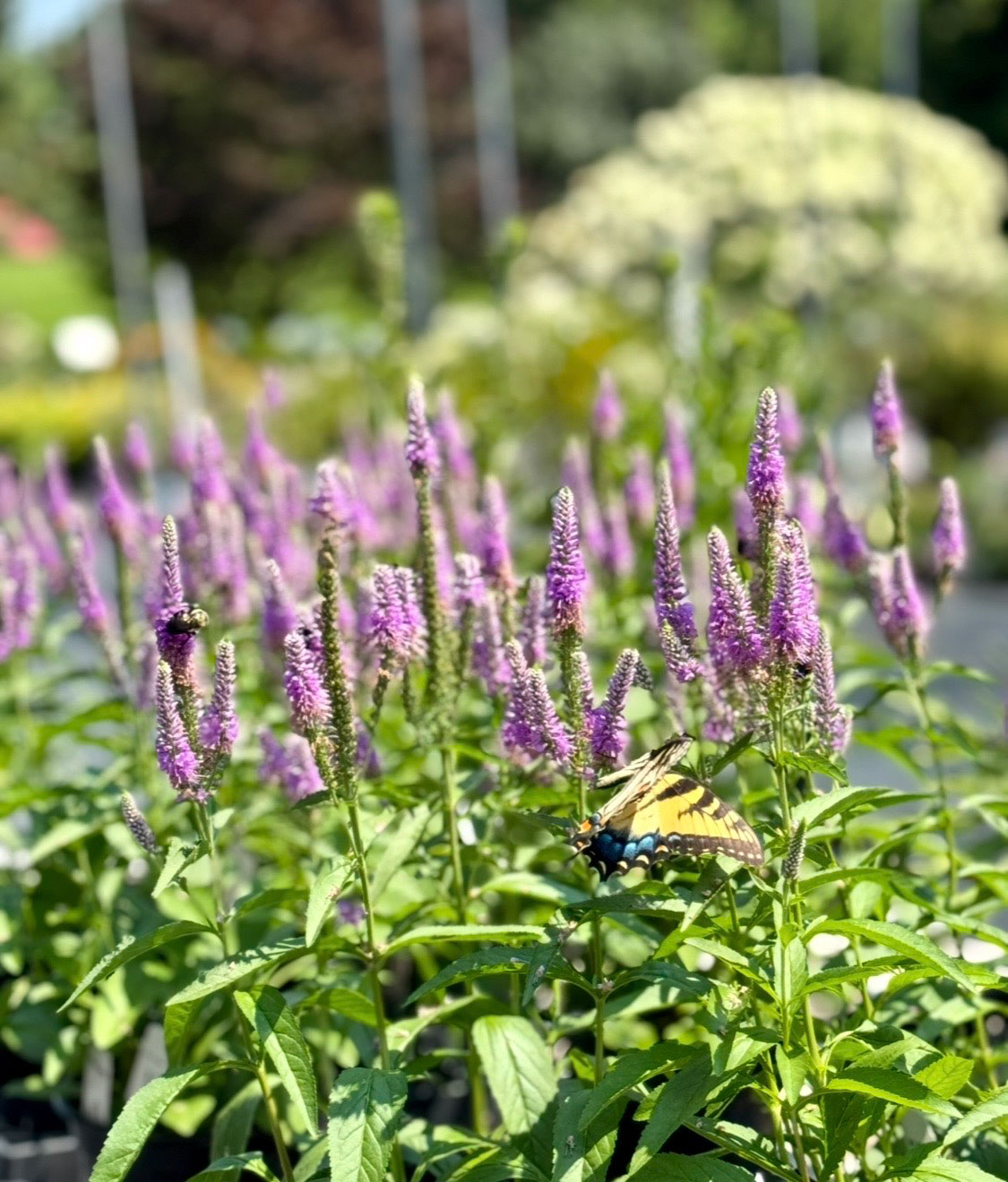 Purple veronica blooms with a swallowtail butterfly at Rolling Hills Garden Center nursery in Roxboro, NC